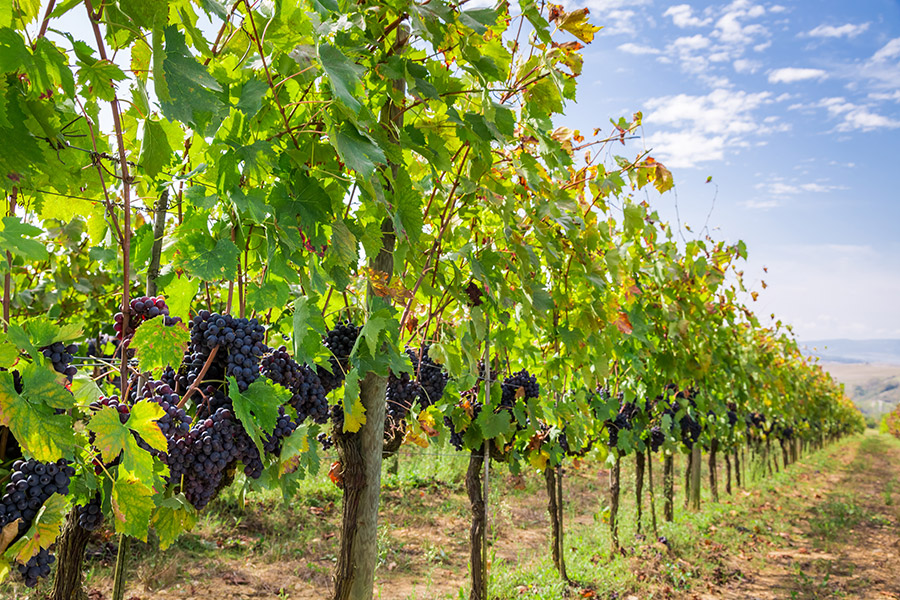Regionaler Wein Weinberg mit Reihen von Rebstöcken und dunklen Trauben unter blauem Himmel.